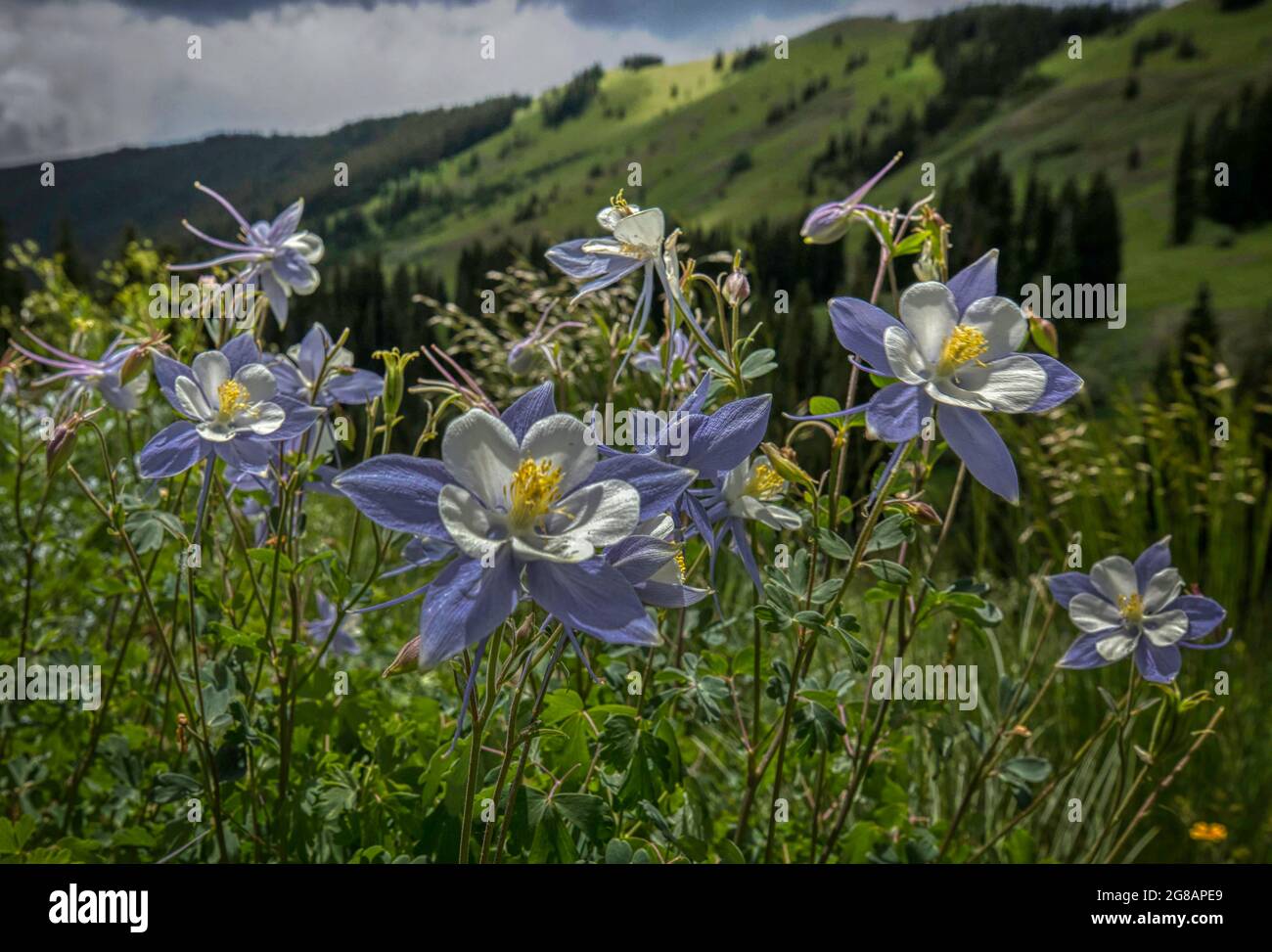 the Wildflower blooms in the Gunnison National Forest in Crested Butte