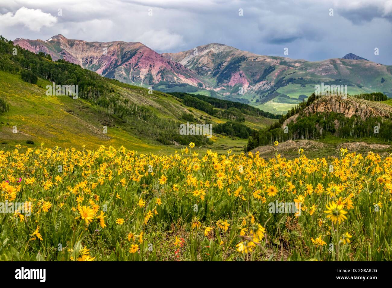The Wildflower Blooms In The Gunnison National Forest In Crested Butte 