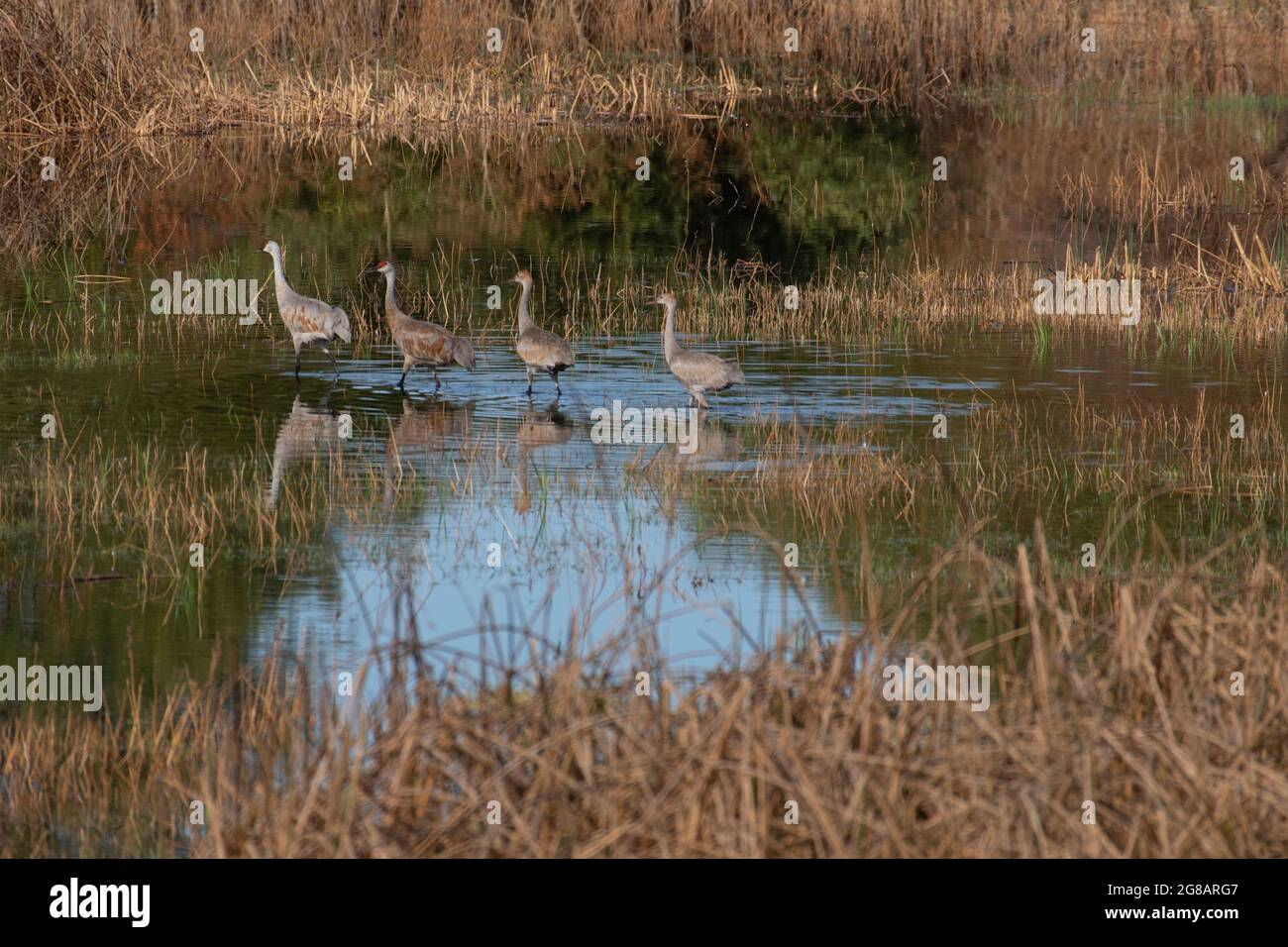 A family group of Lesser Sandhill Cranes, Antigone canadensis, wades across a shallow marsh on California's San Luis NWR. Stock Photo