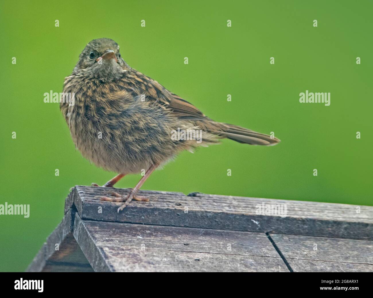 Baby Sparrow Bird on top of a Bird Table in a British Back Garden Stock Photo