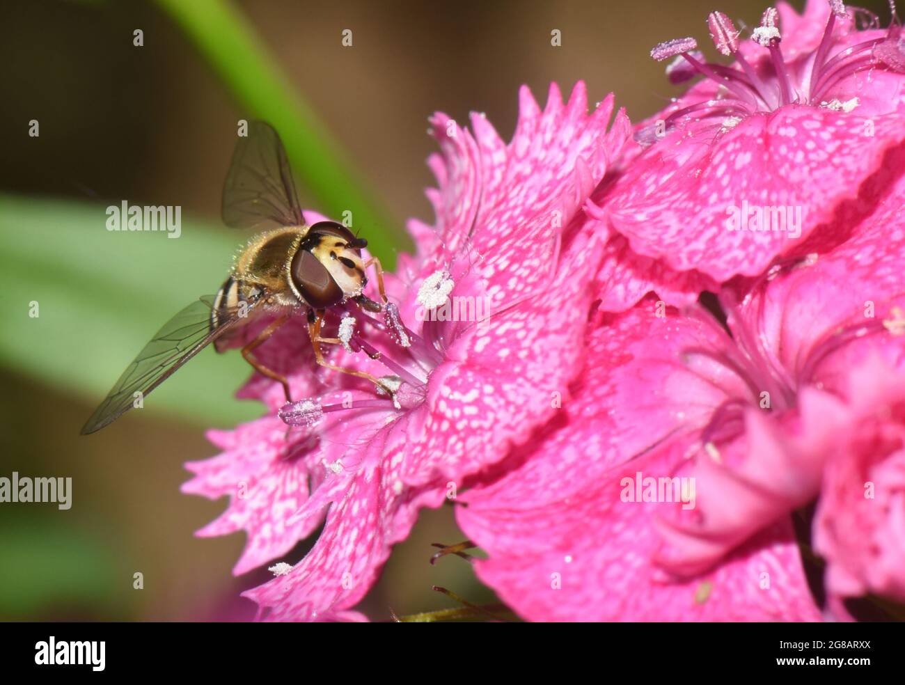 Hoverfly feeding on pollen on Pink Rhodedendron Flowers in the Back Garden, Worcestershire, UK Stock Photo