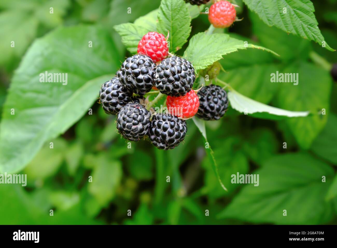 A blackberry bush with ripe, juicy black berries on a garden plot. Selective focus. Stock Photo