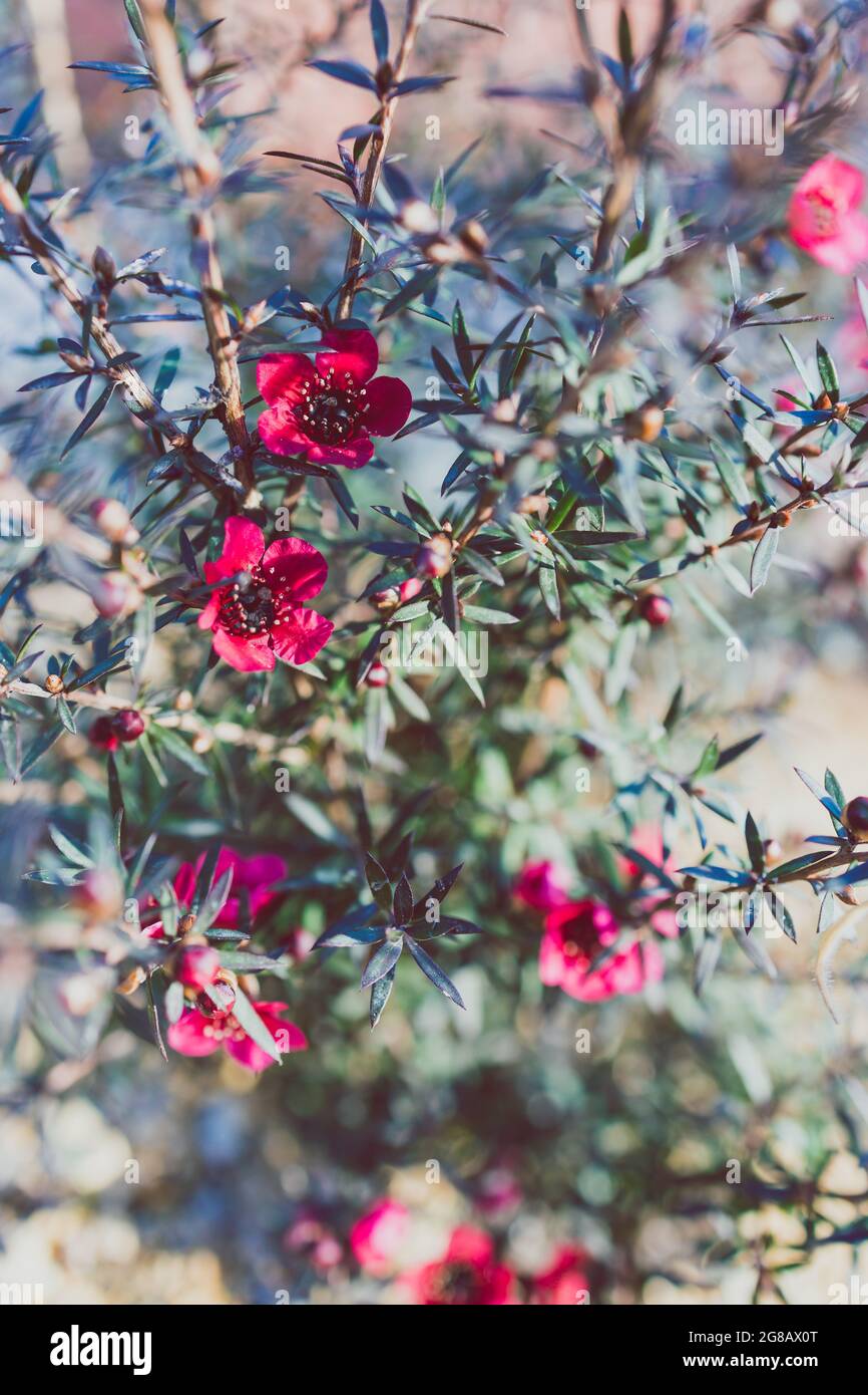 close-up of New Zealand Tea Bush plant with dark leaves and red flowers outdoor in sunny backyard shot at shallow depth of field Stock Photo