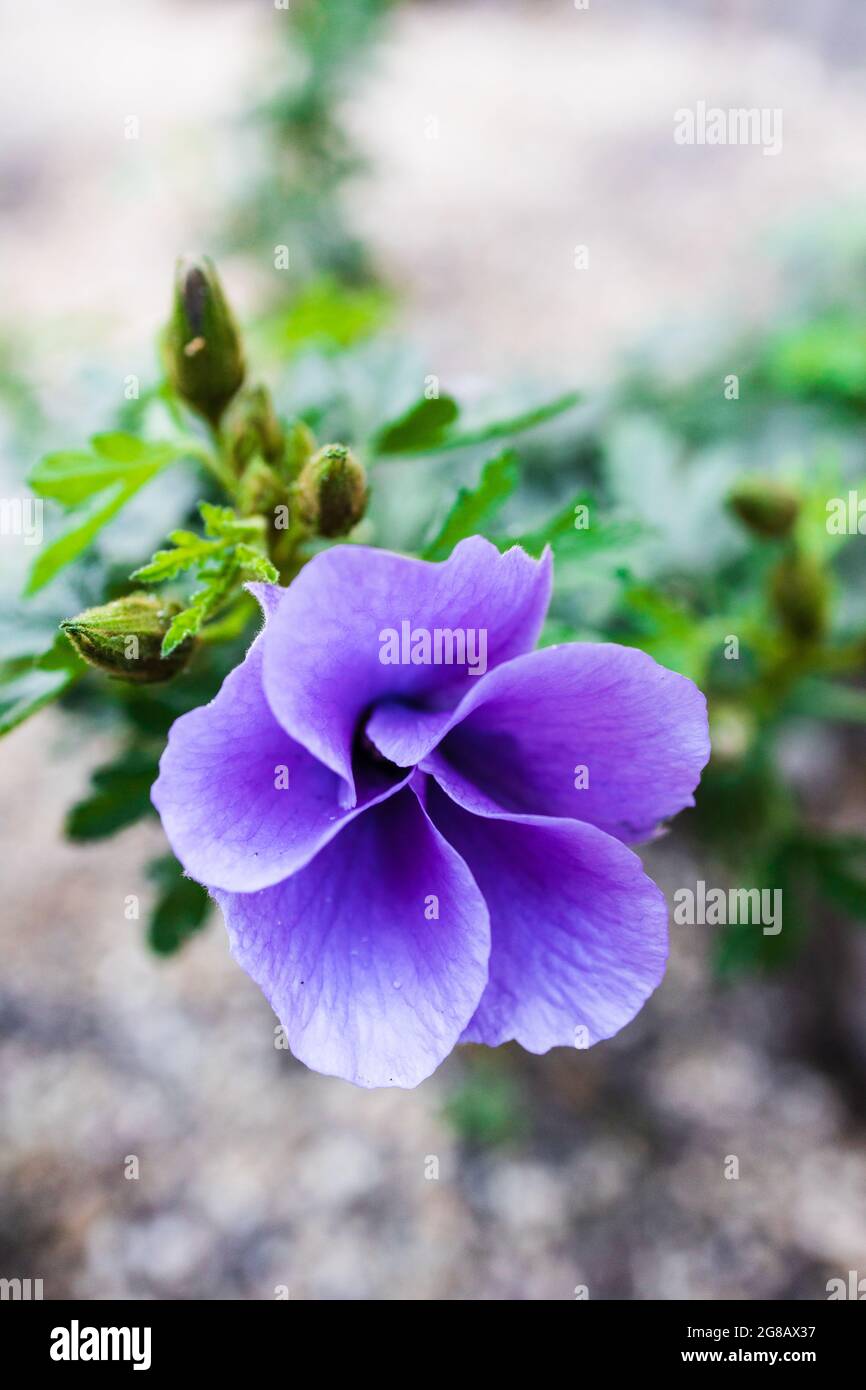 native Australian purple hibiscus flower outdoor in sunny backyard shot at  shallow depth of field Stock Photo - Alamy, image size:866x1390