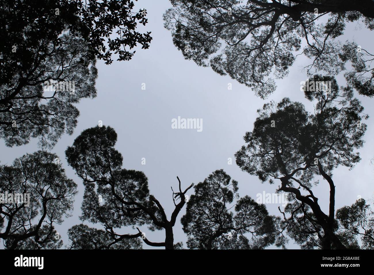 Draw Negative Space Tree Negative Space Trees