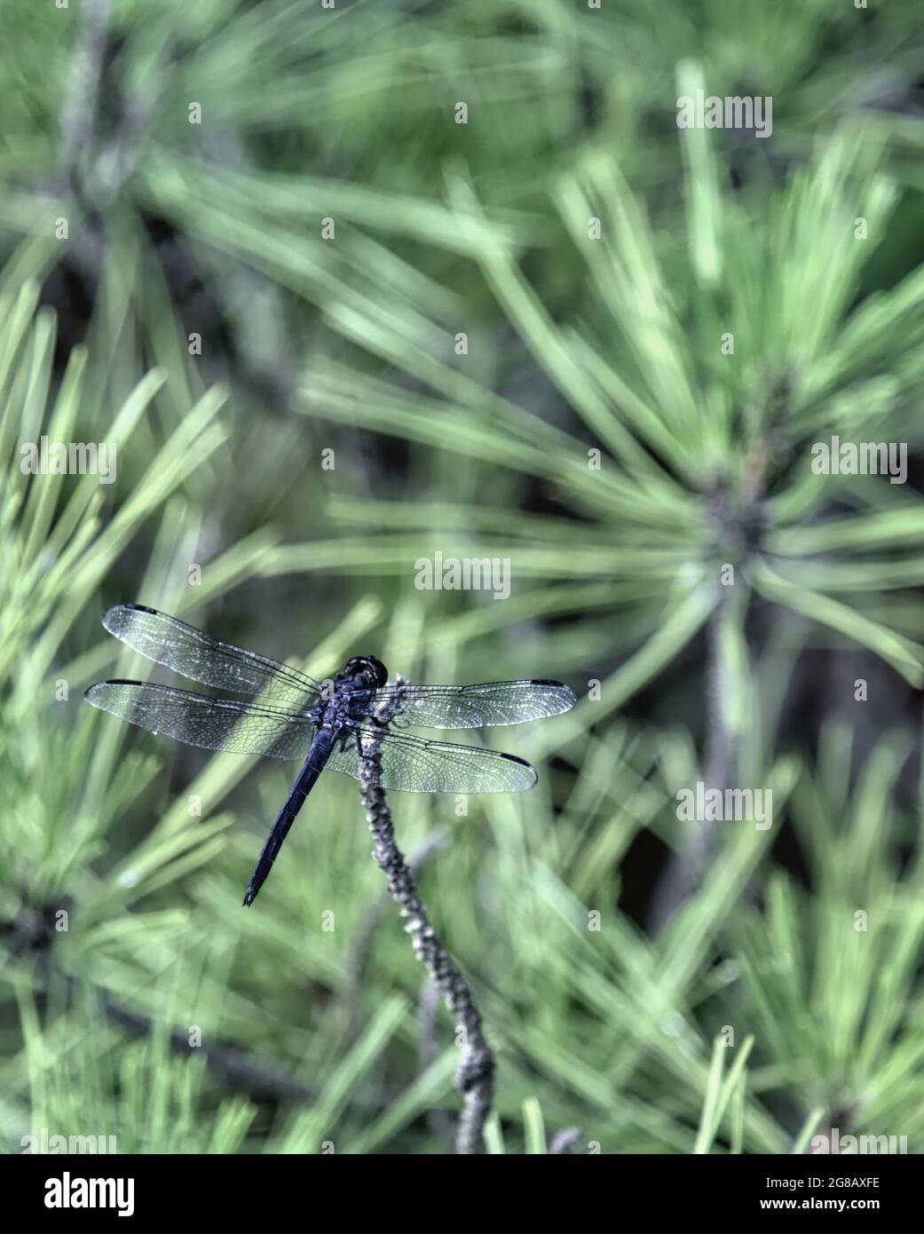 Dragonfly on pine branches Stock Photo