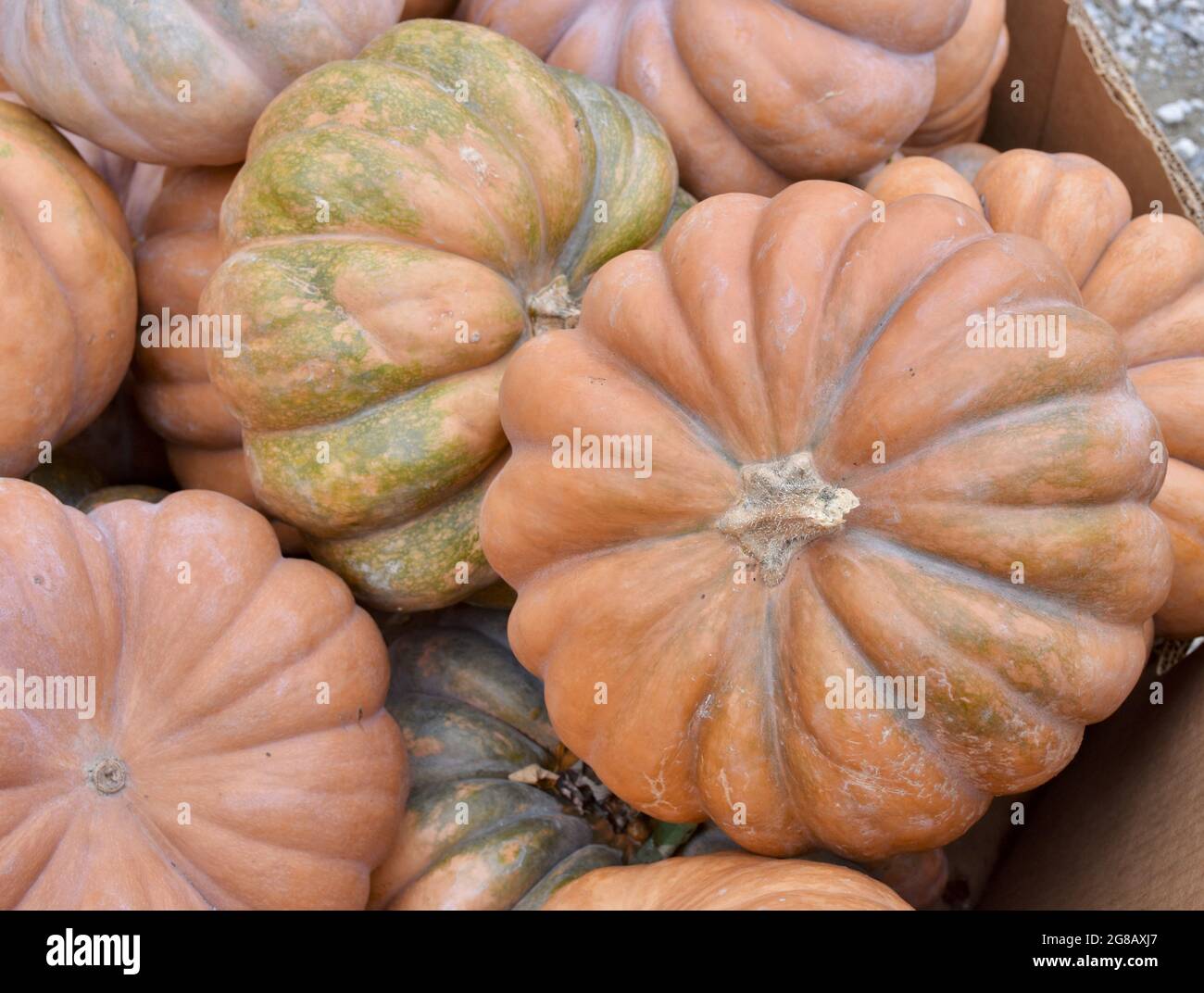 The Long Island cheese pumpkin is an old heirloom variety and its sweet, smooth flesh is known to make superior pumpkin pie. Stock Photo