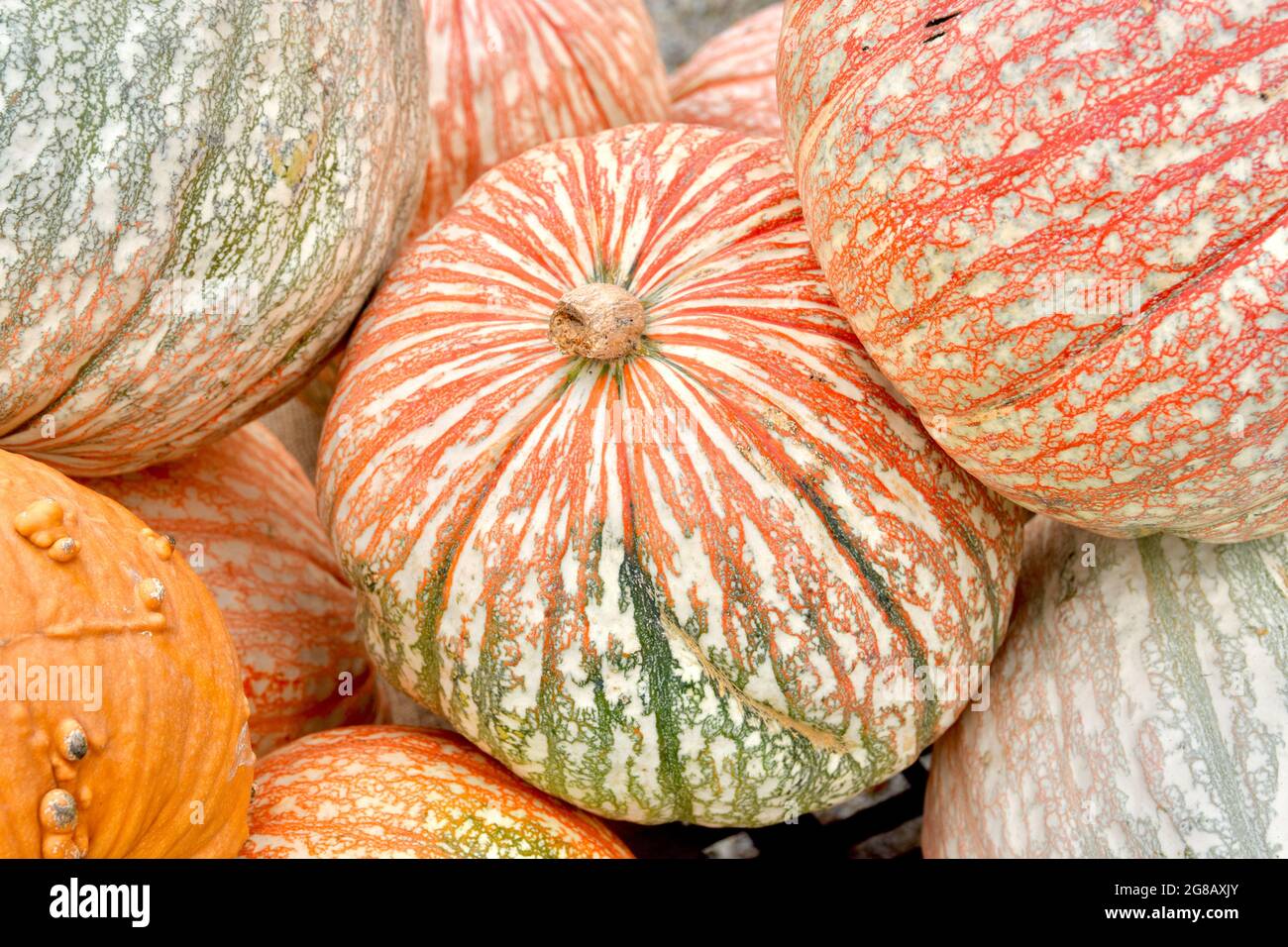 Round striped pumpkin hi-res stock photography and images - Alamy