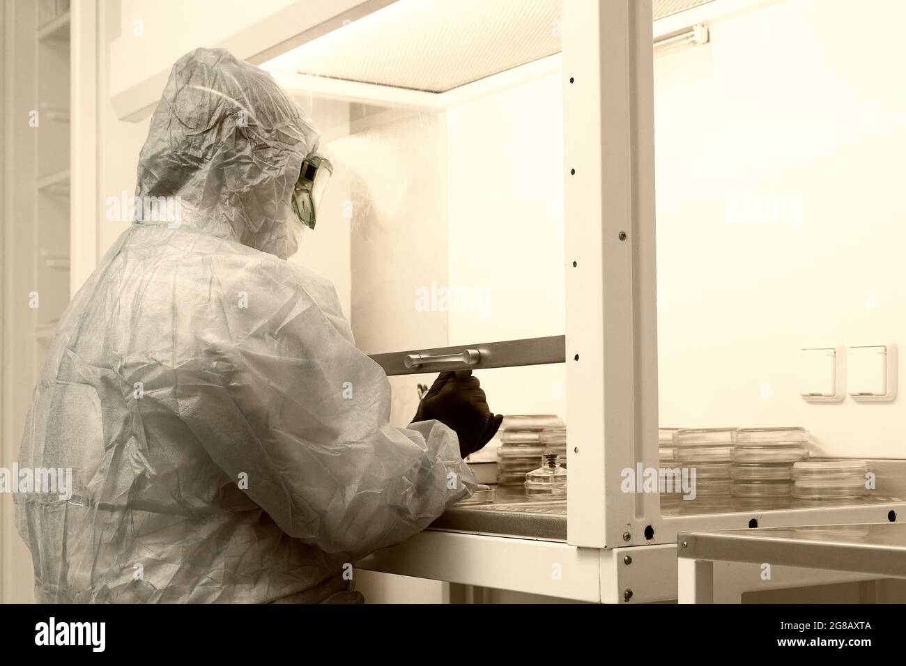 Researcher working with petri dish with bacteria in bacteriological