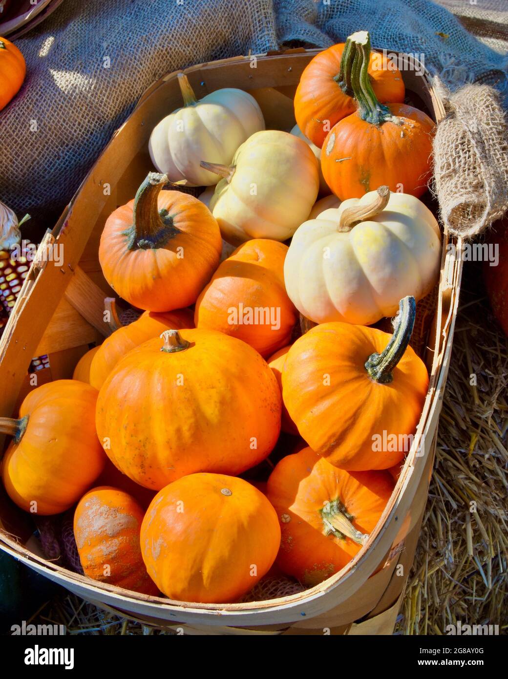 Orange and white mini pumpkins in a basket at a local farm stand. Closeup. Long Island, NY. Stock Photo