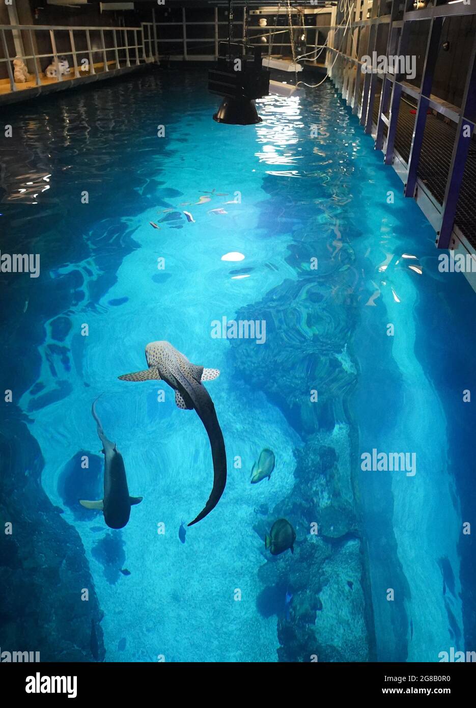 Hamburg, Germany. 23rd June, 2021. A reef shark (l) and a zebra shark swim in the large shark