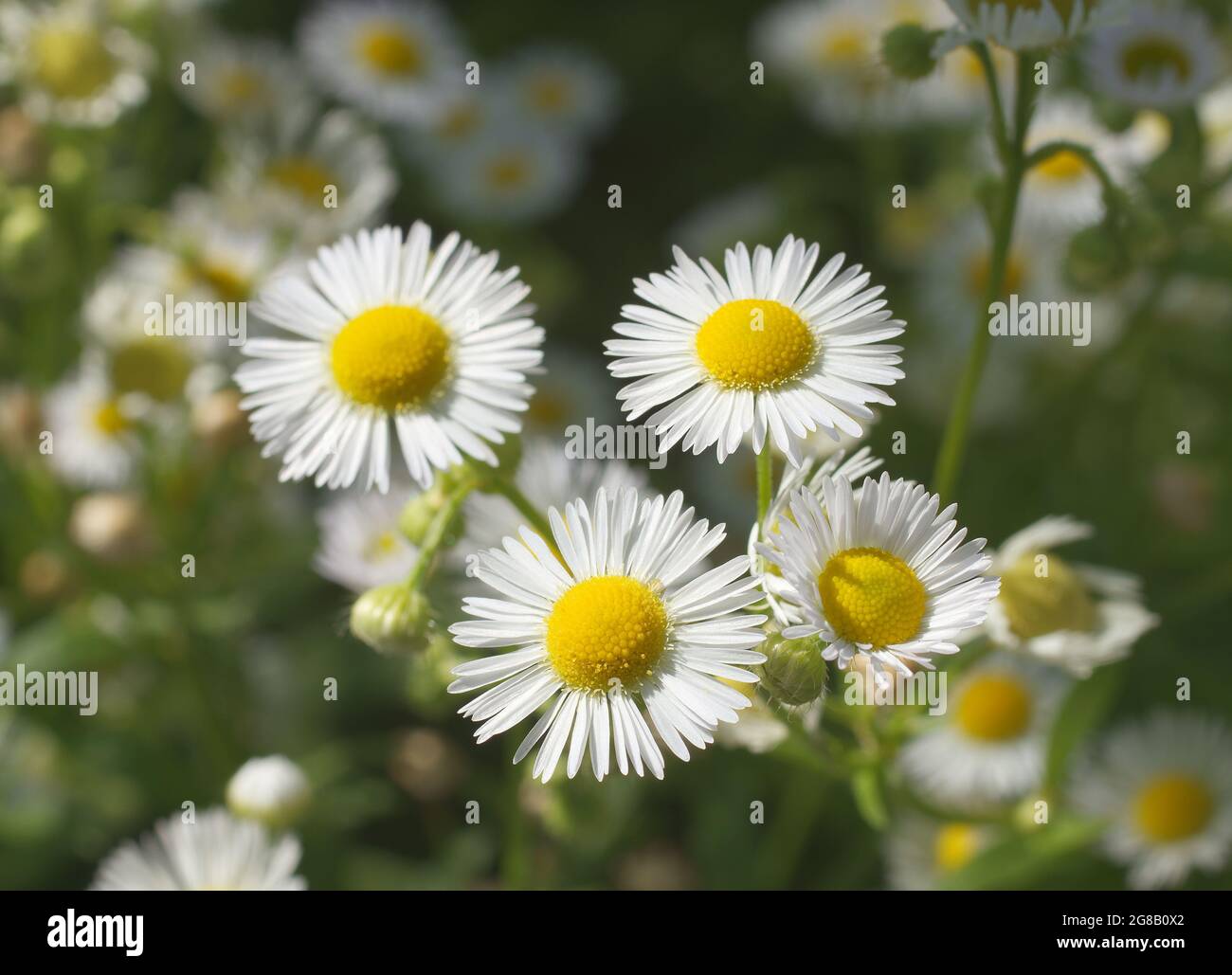 Bellis perennis, the common daisy, is a plant of the family Asteraceae. Small white blossoms with yellow center. Sometimes known also as lawn daisy, E Stock Photo