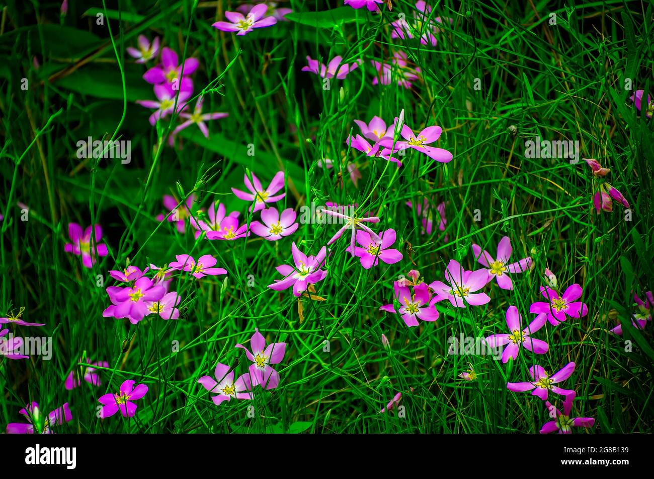 Largeflower rose gentian (Sabatia grandiflora), also known as marsh-pink, grows wild, July 7, 2021, in Dauphin Island, Alabama. Stock Photo