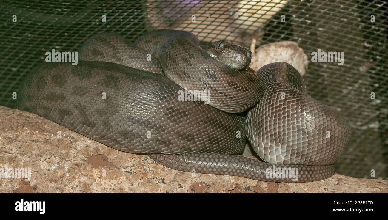 Close up of captive rare Oenpelli Python Stock Photo