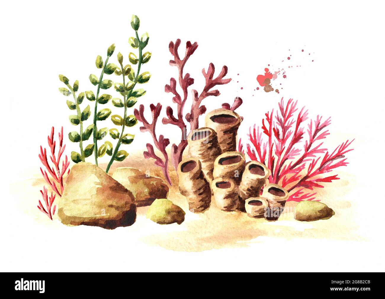 Underwater composition with coral and algae. Watercolor hand drawn ...
