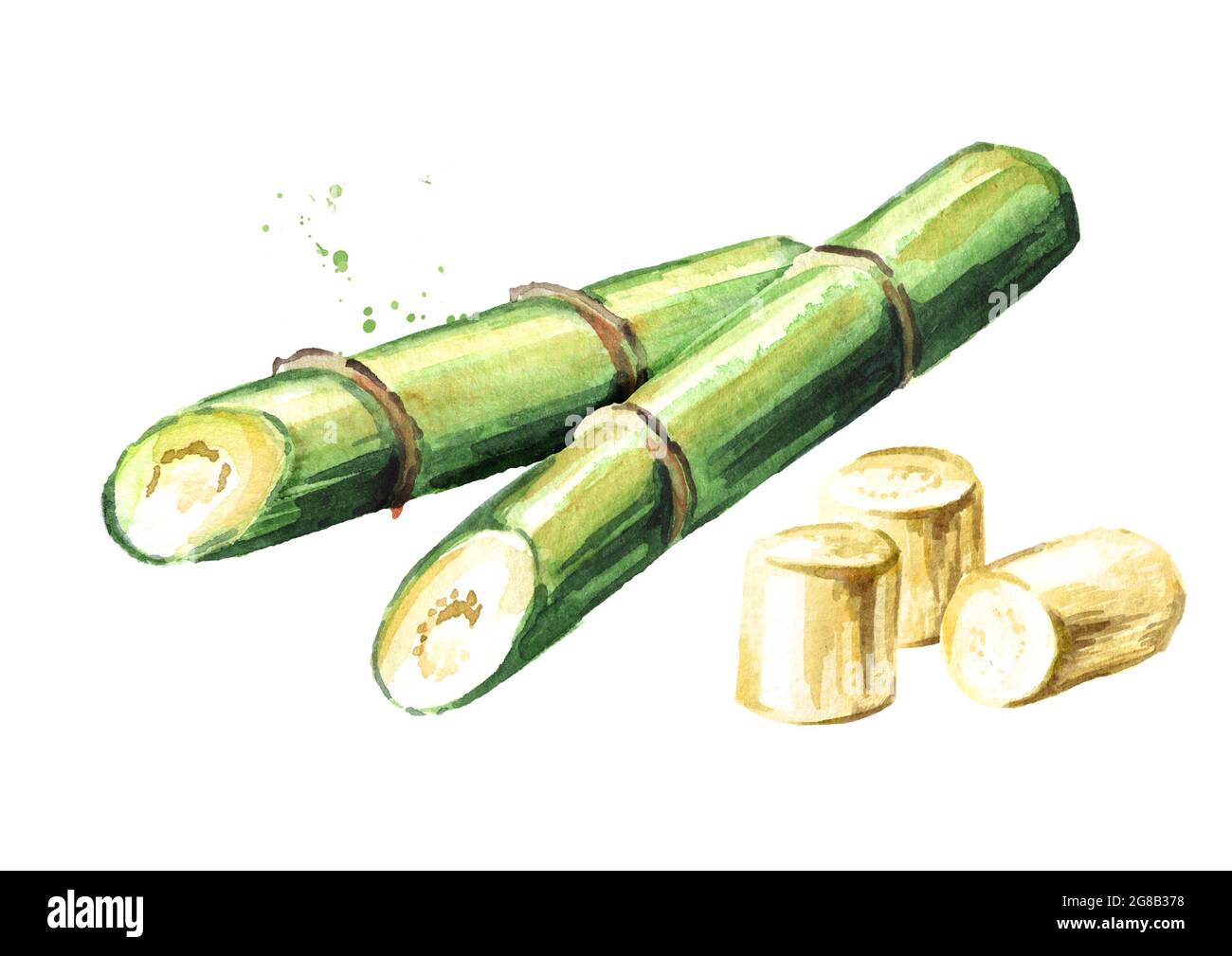 Известно что сахарный тростник. Сахарный тростник акварель. Вьетнам тростник сахарный тростник. Сахарный тростник на белом фоне. Сахарный тростник на прозрачном фоне.
