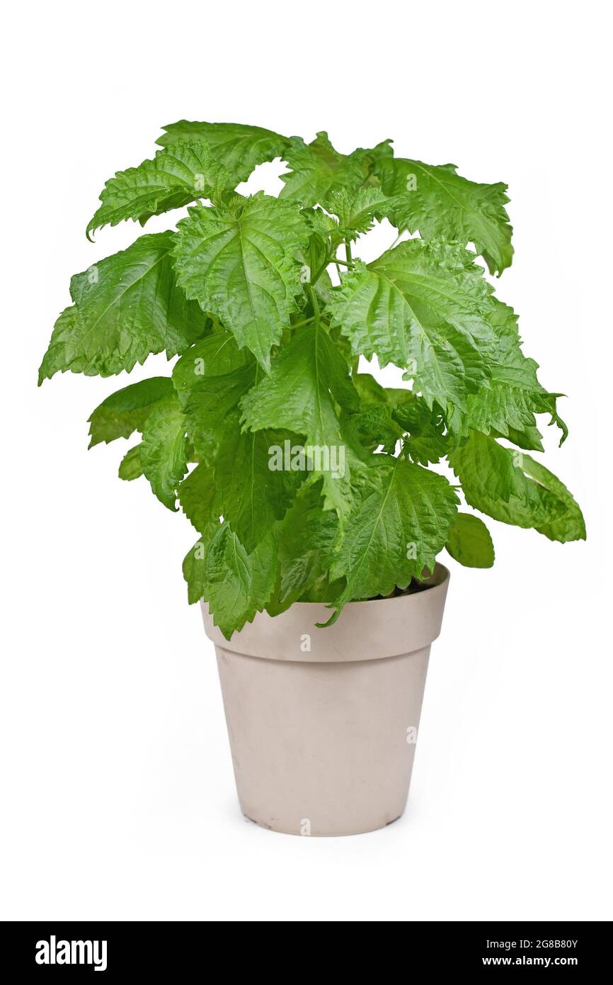 Potted green 'Perilla frutescens var. crispa' herb plant isolated on white background Stock Photo
