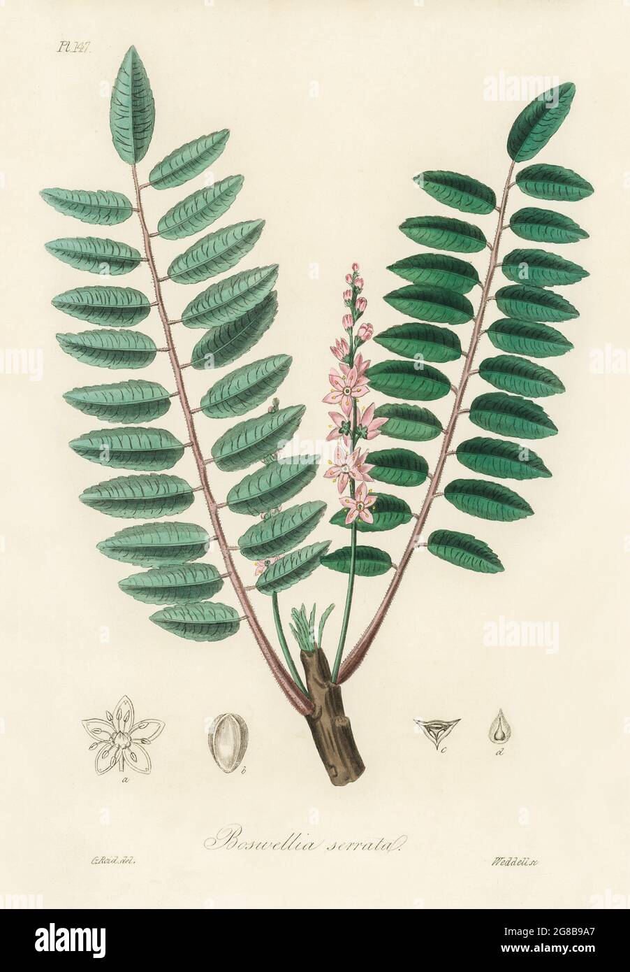 Boswellia serrata illustration from Medical Botany (1836) by John Stephenson and James Morss Churchill. Stock Photo