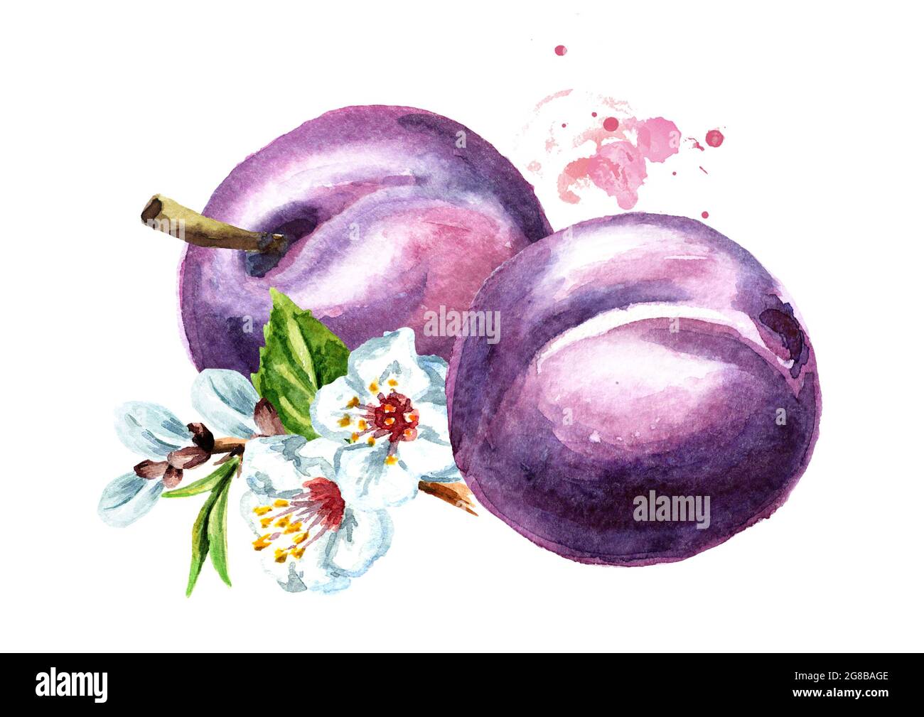 Ripe plum and branch with flowers. Watercolor hand drawn illustration ...