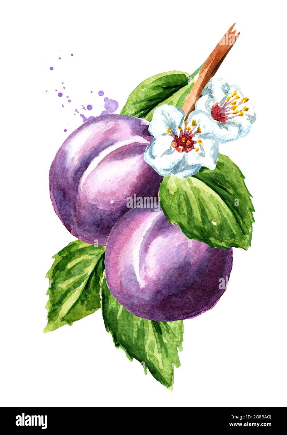 Fresh plum branch isolated on white background. Watercolor hand drawn ...