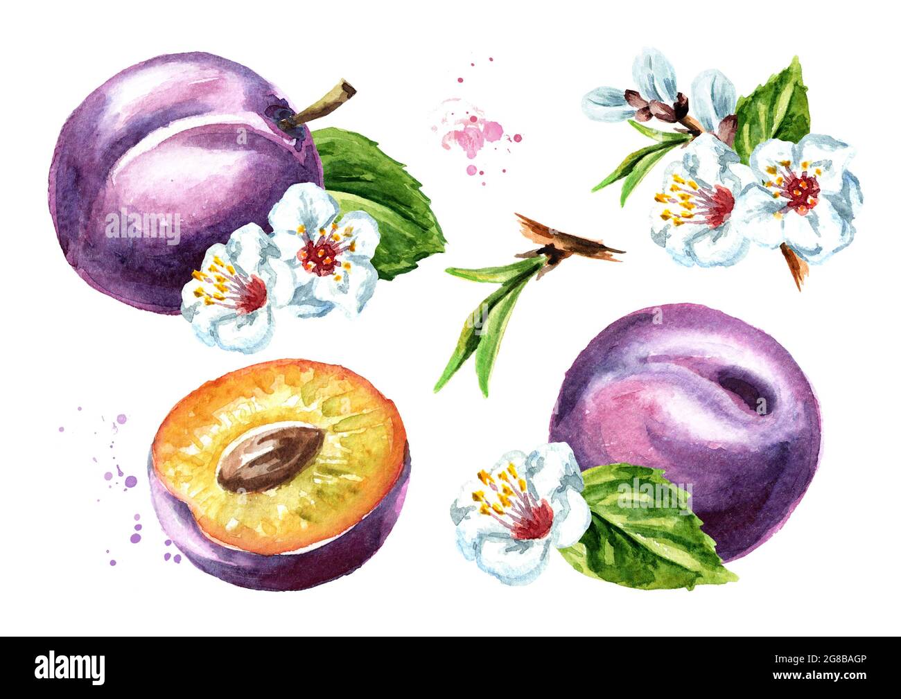 Plum fruits and flowers set. Watercolor hand drawn illustration ...