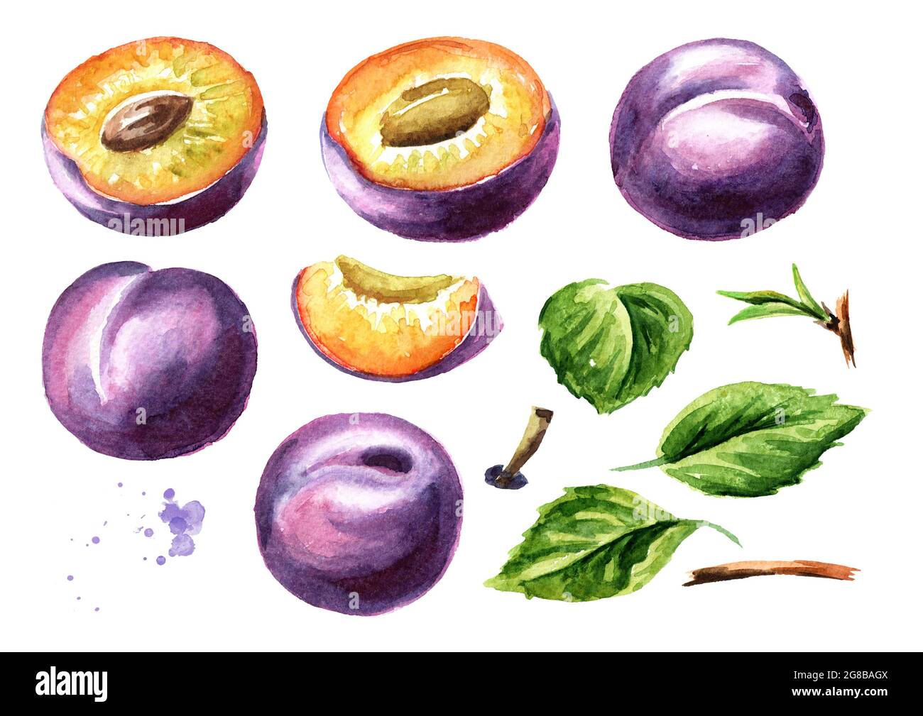 Whole and cut Plum fruits and leaves set. Watercolor hand drawn ...