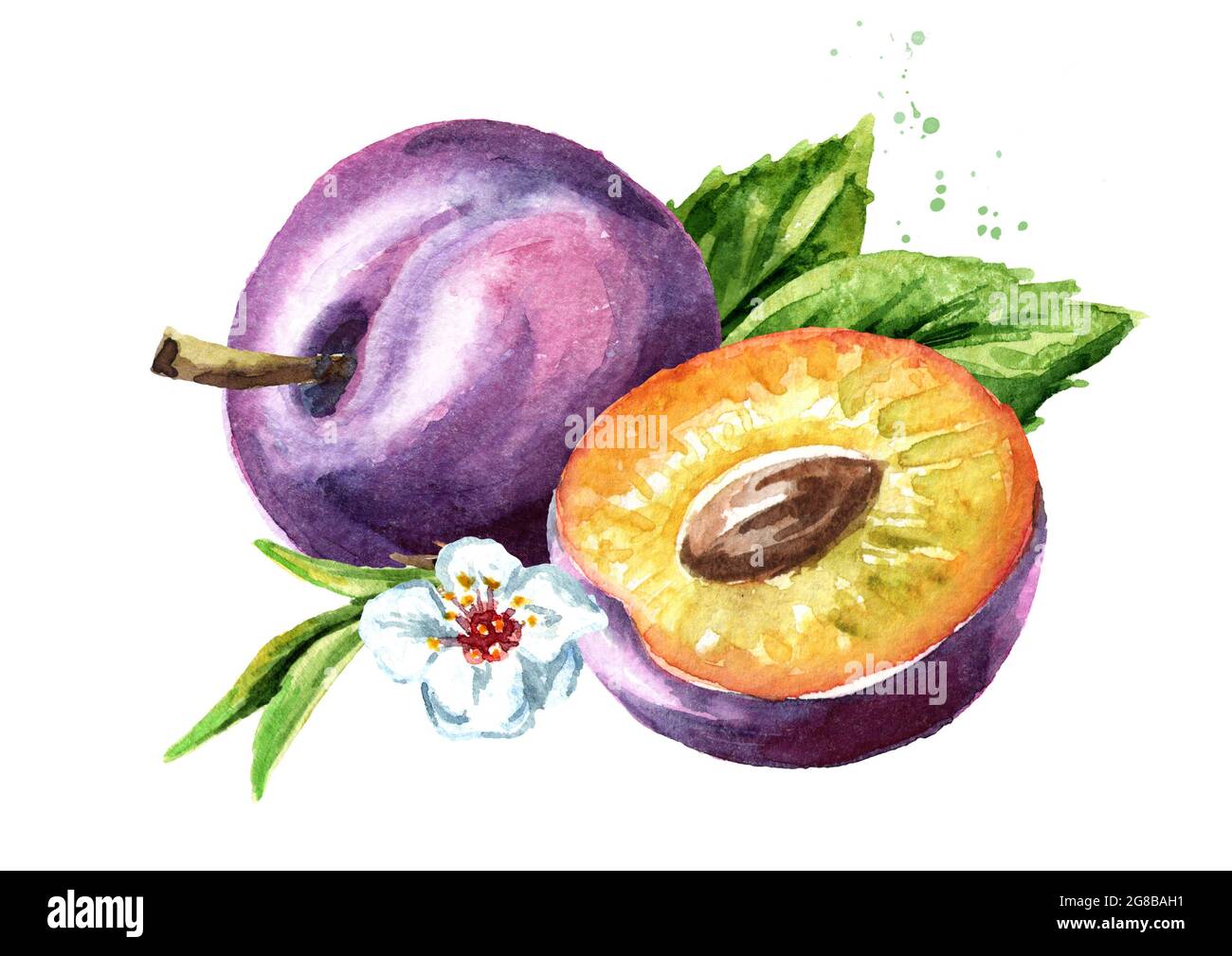 Ripe plum with leaves and flower watercolor hand drawn illustration ...