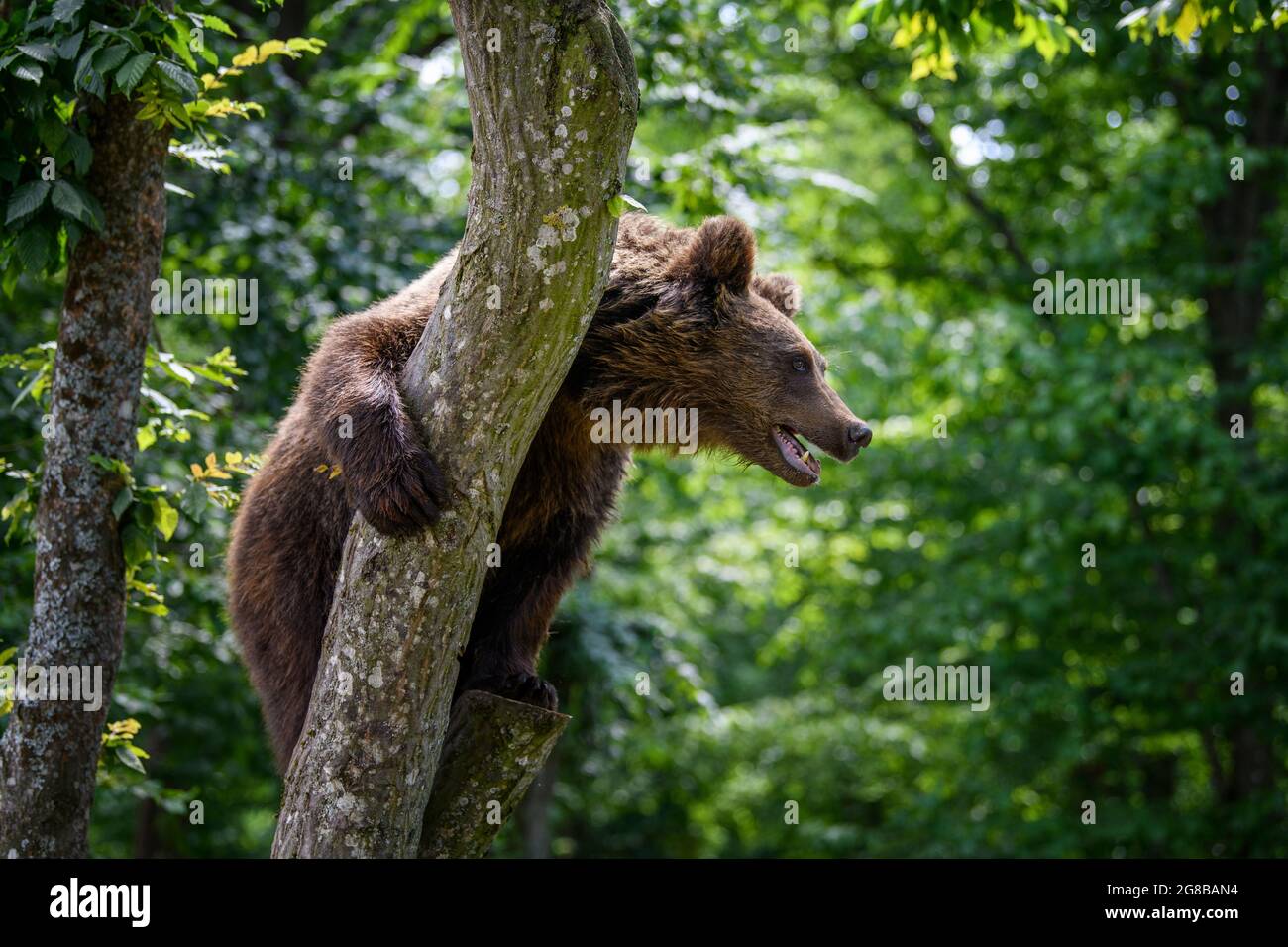 Wild Brown Bear (Ursus Arctos) on tree in the summer forest. Animal in natural habitat. Wildlife scene Stock Photo