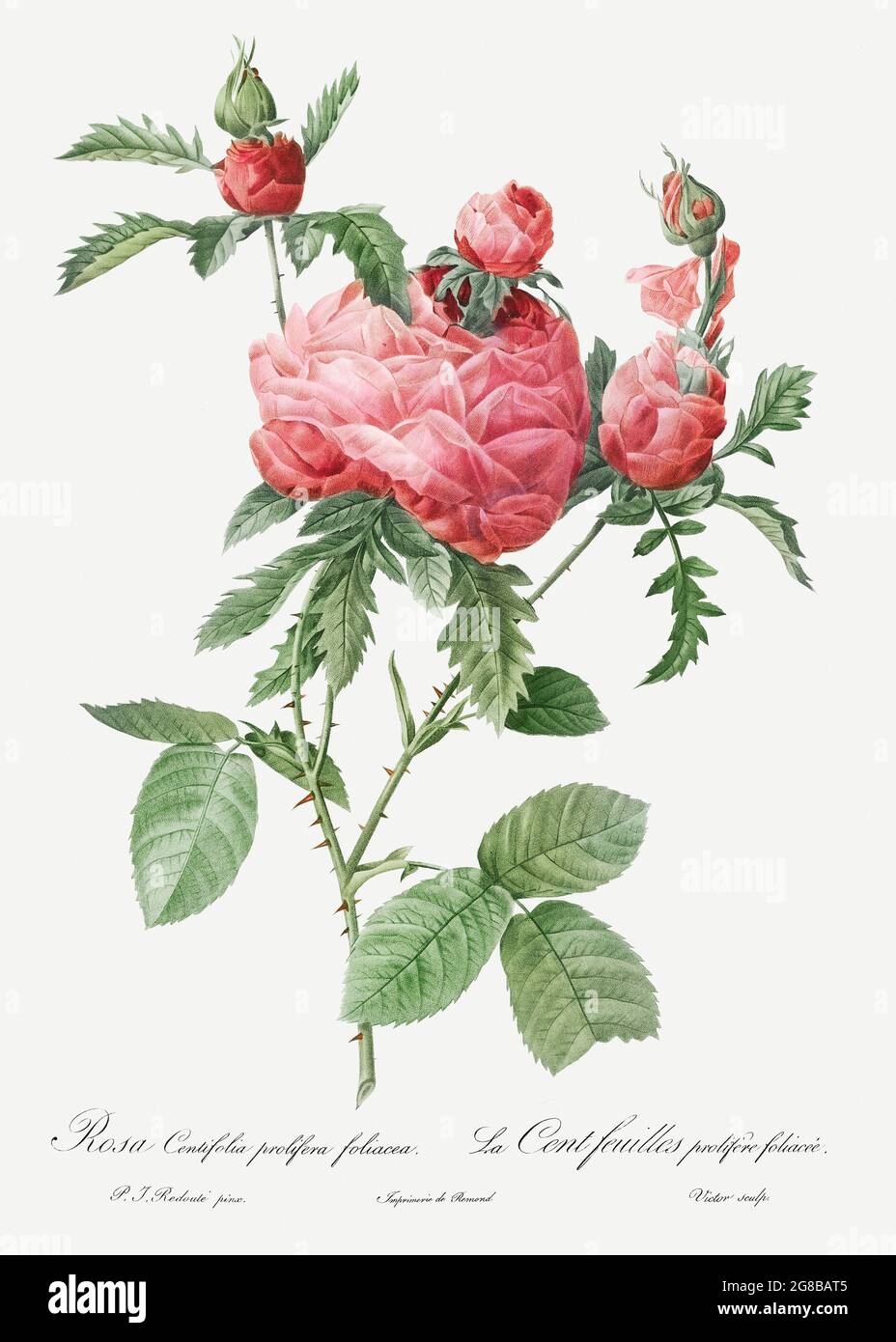 Cabbage Rose bloom, also known as One HundredLeaved Rose (Rosa