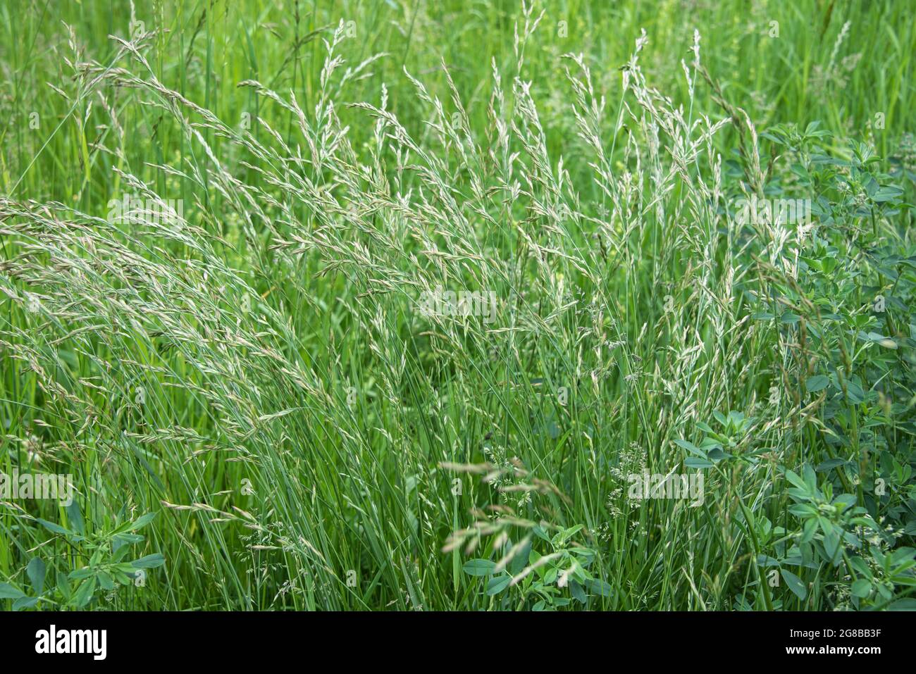 close up of a group of rough meadow grass with green panicles Stock Photo