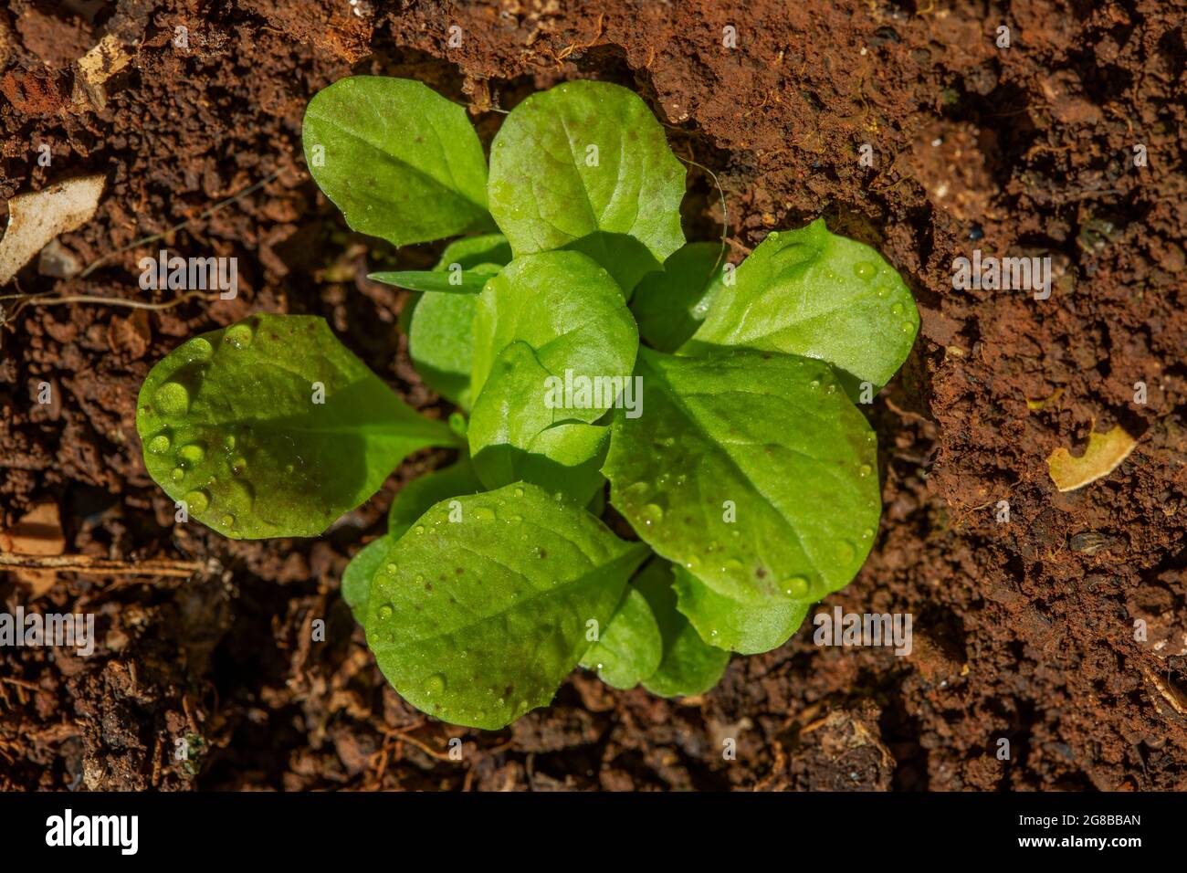Macro shot of young Lettuce (Lactuca sativa) plants Stock Photo
