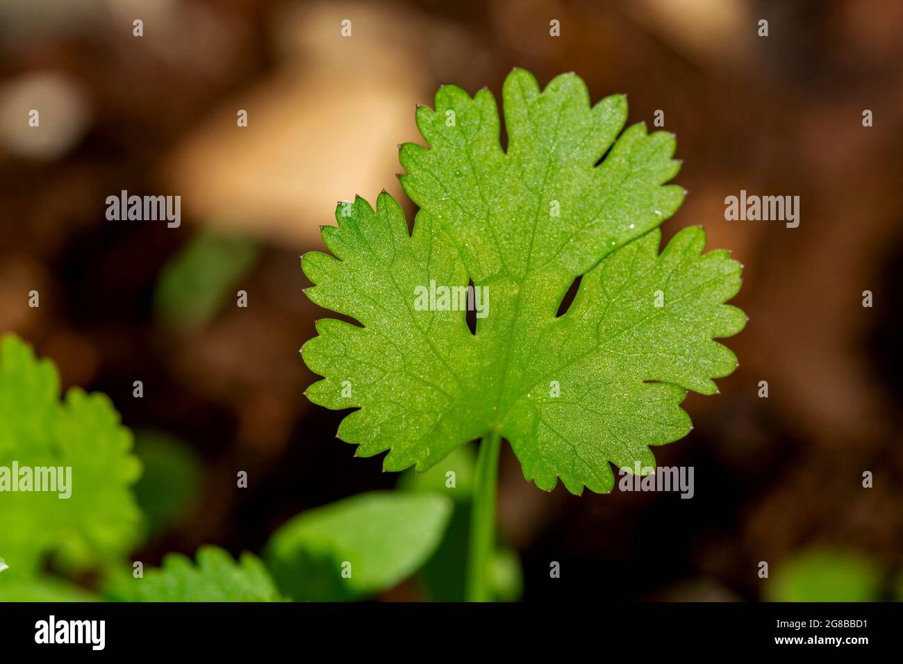 young coriander plants. Stock Photo