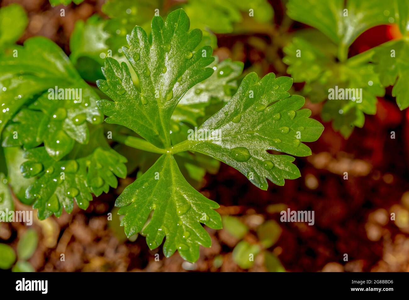 Water celery hires stock photography and images Alamy