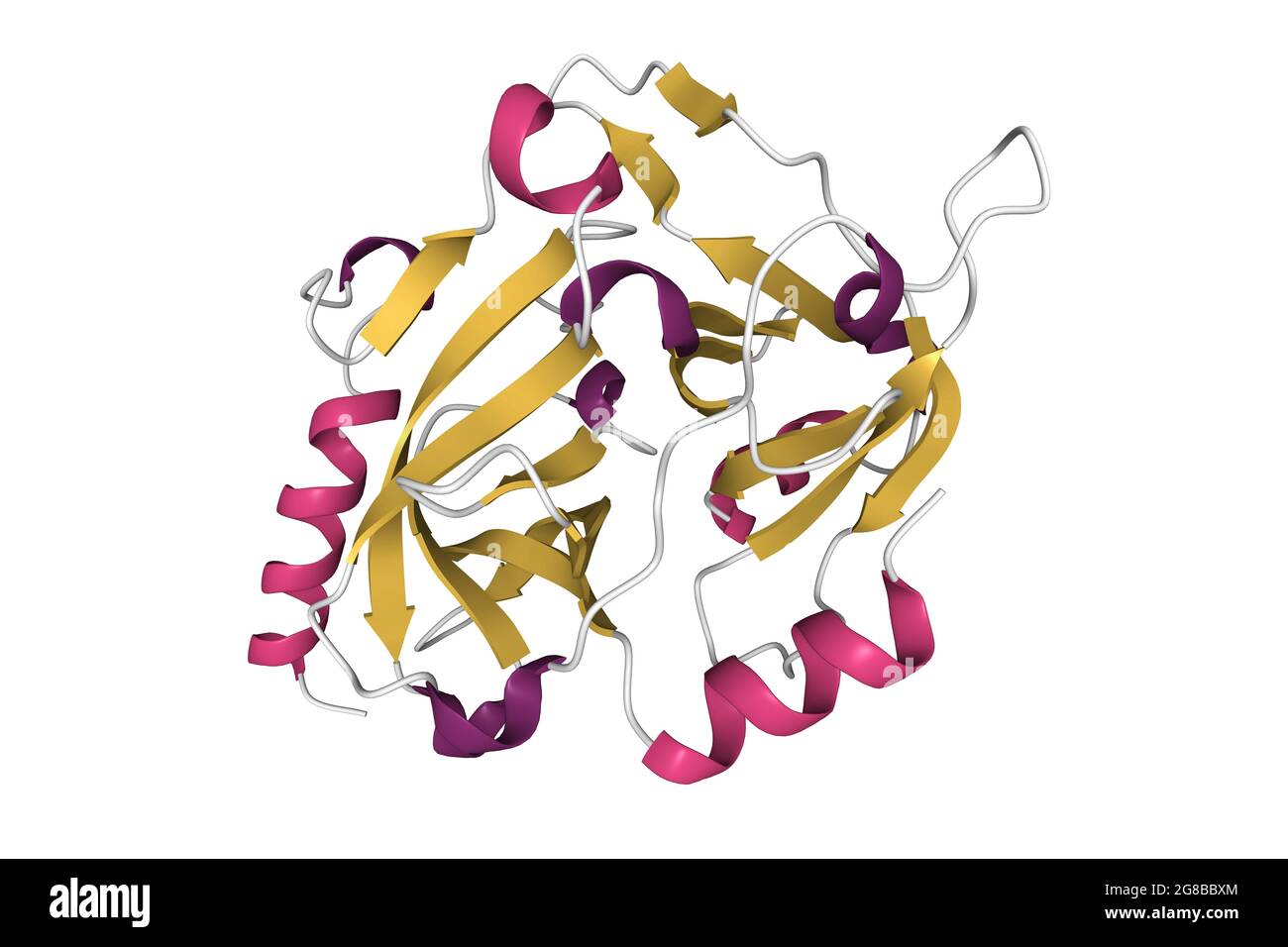 Structure of exfoliative toxin A from Staphylococcus aureus, 3D cartoon model, secondary structure color scheme,based on PDB 1exf, white background Stock Photo