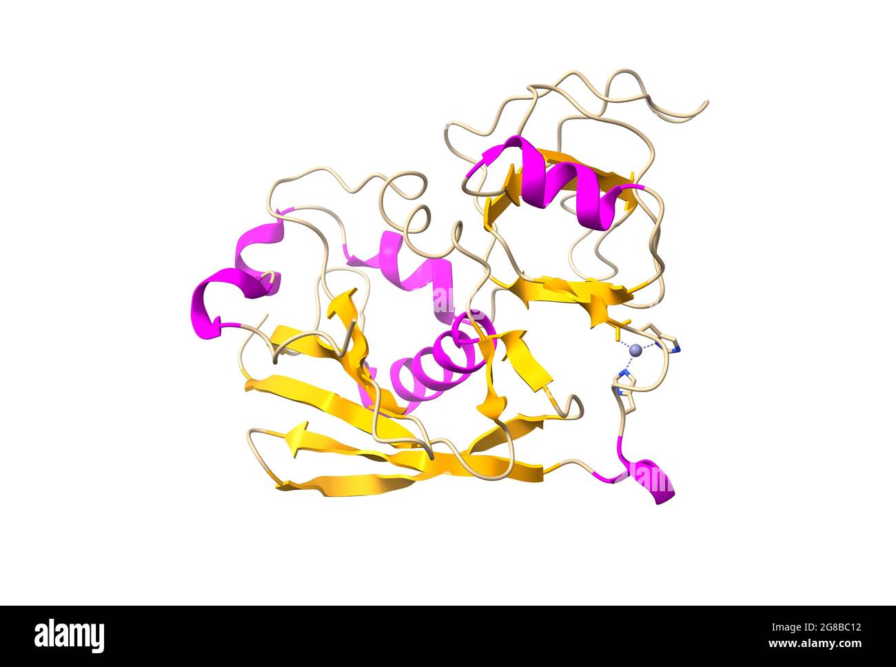 Structure of enterotoxin C2 from Staphylococcus aureus, 3D cartoon model, secondary structure color scheme, white background Stock Photo