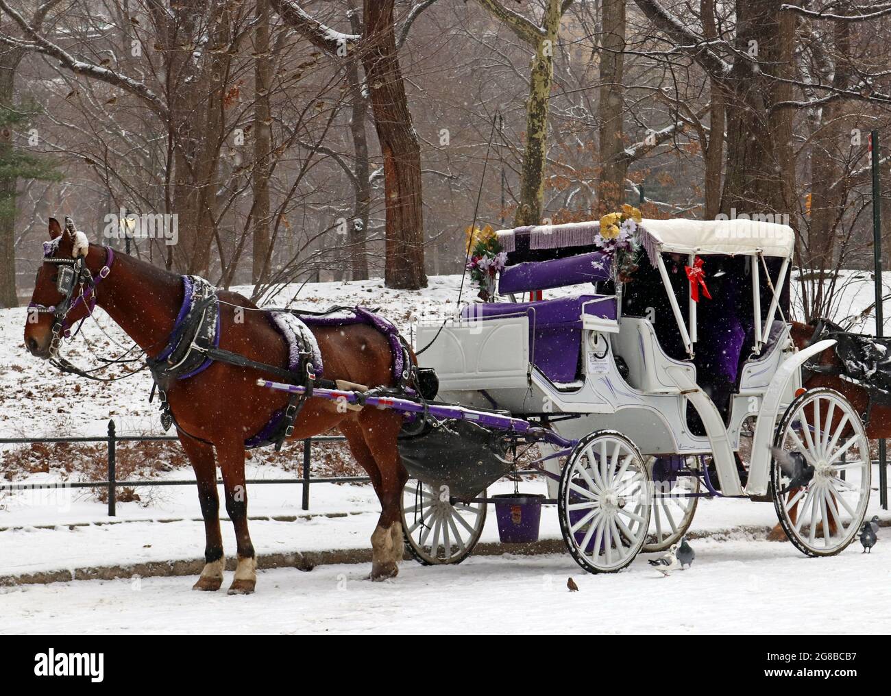 Horse and Buggy in Central Park Stock Photo Alamy