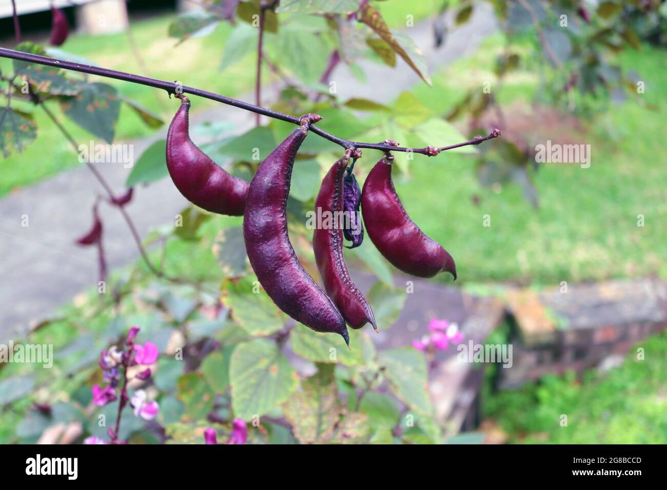 Hyacinth Bean Pods Stock Photo