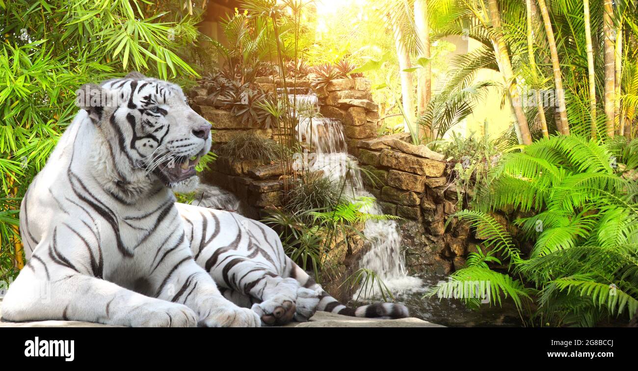 Horizontal banner with waterfall in tropical garden, bamboo and exotical  plants and a lying white tiger. Sunny exotical backround with wild tiger.  Cop Stock Photo - Alamy