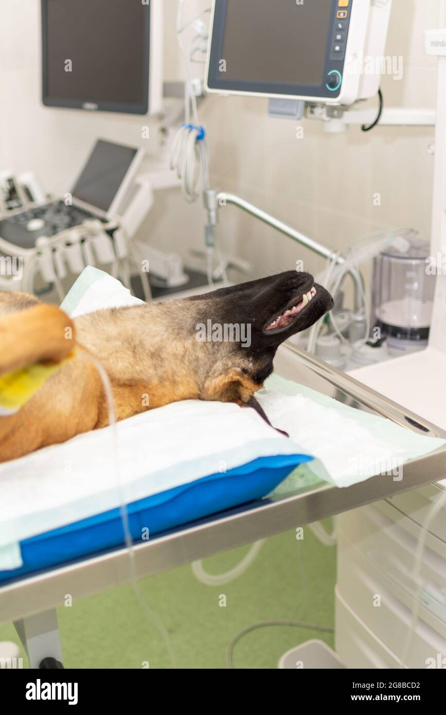 Dog under anesthesia during the surgery in a vet clinic.German shepherd is anesthetized. Veterinary concept.Closeup. Stock Photo