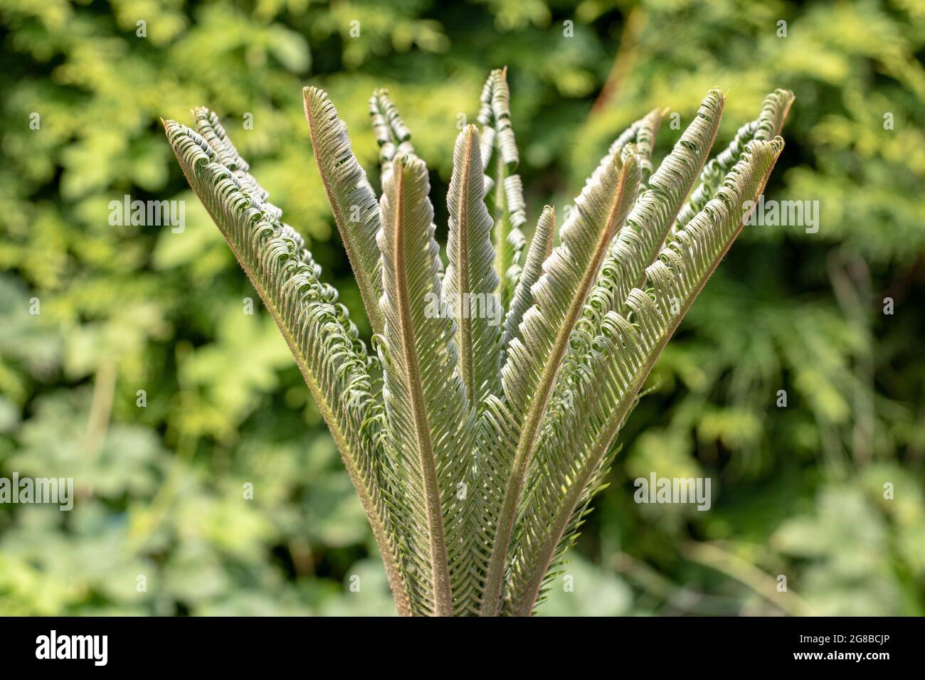 Palm background. Closeup of fresh green leaves of a japanese Sago palm tree (Cycas revoluta) over blurred natural green background. The new leaves are Stock Photo