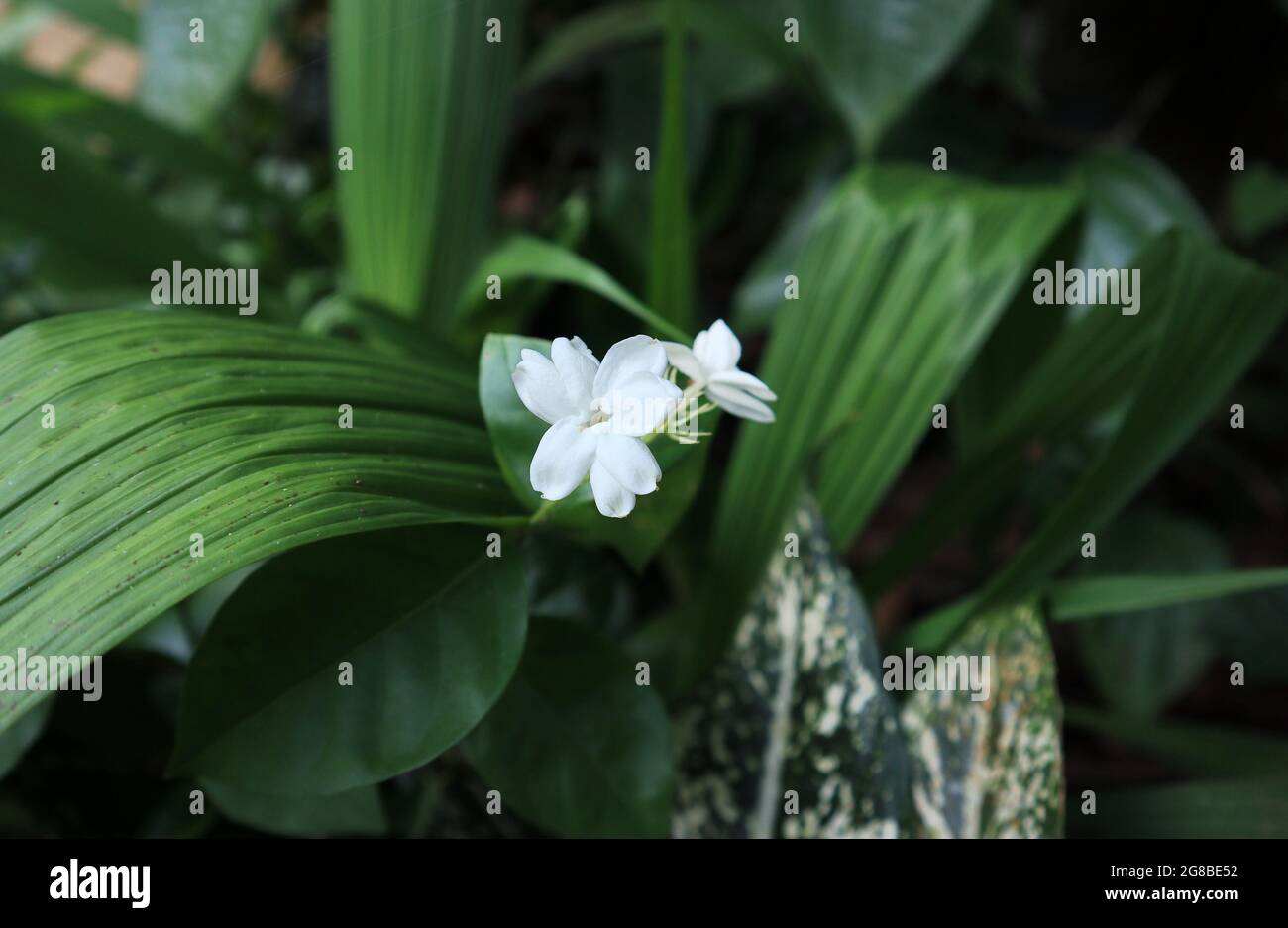 Close up of a white Arabian jasmine or Sambac jasmine flower in the garden Stock Photo