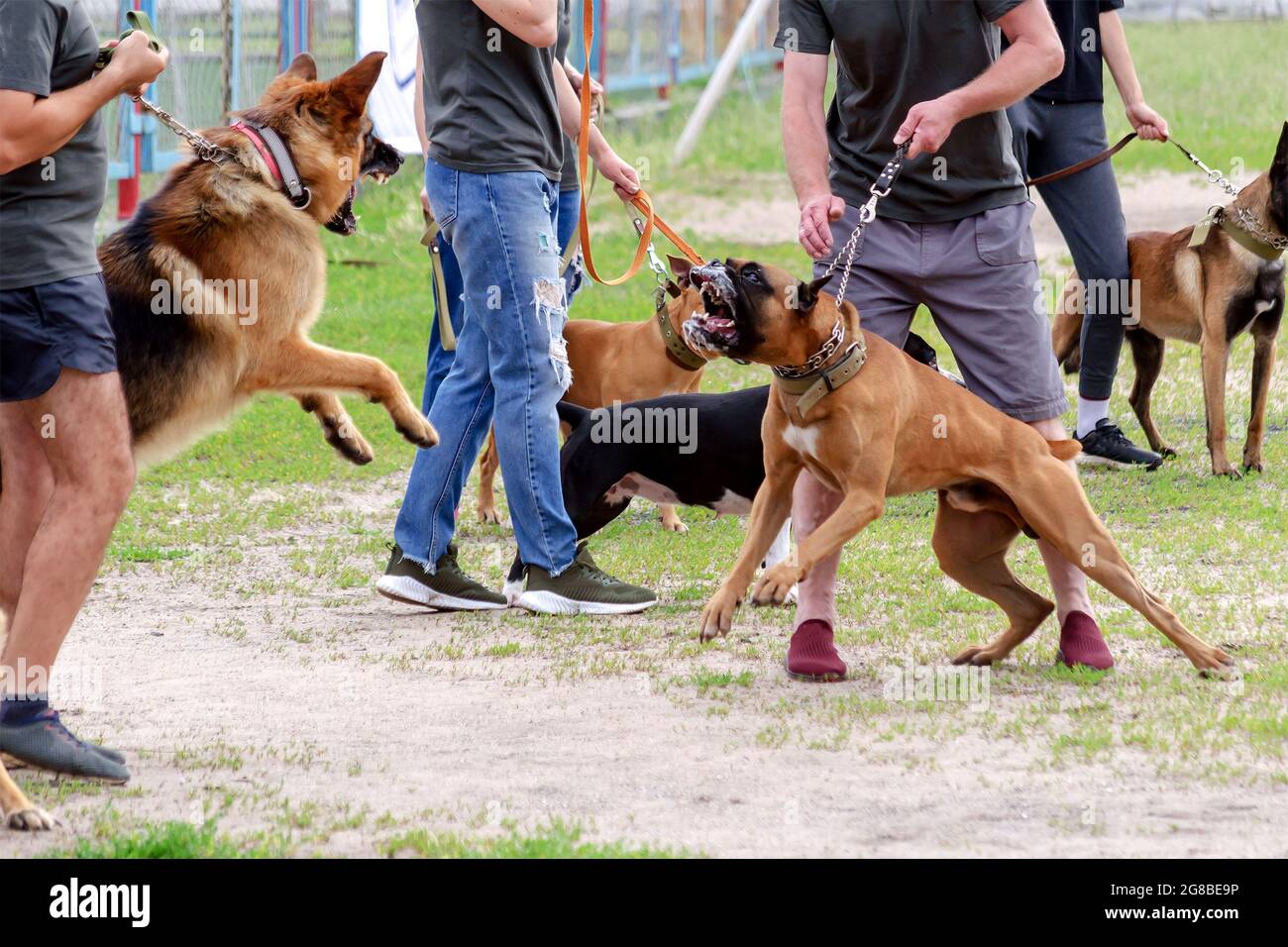 German Shepherd Vs Pitbull Fight To Death Pitbull Vs German Shepherd Real Fight