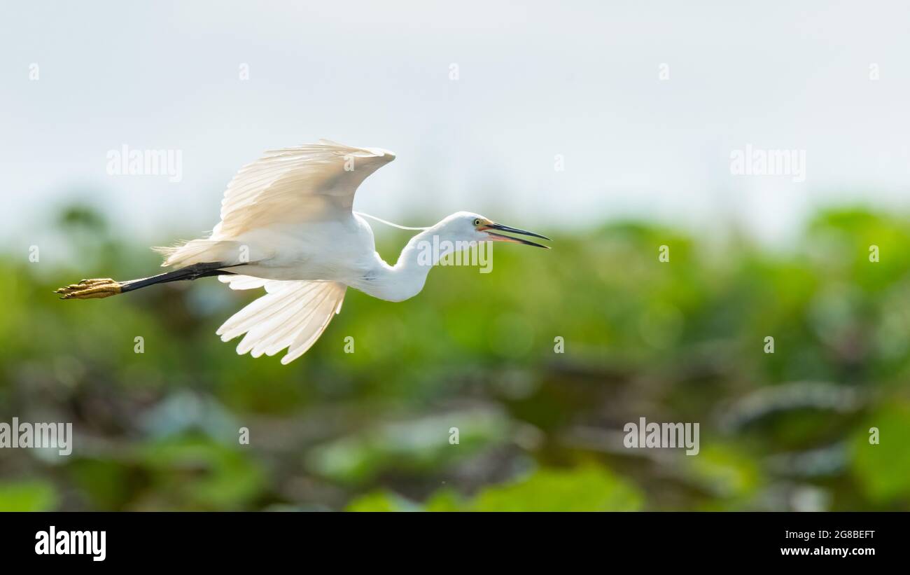 Little Egret in flight stretching its wings Stock Photo - Alamy