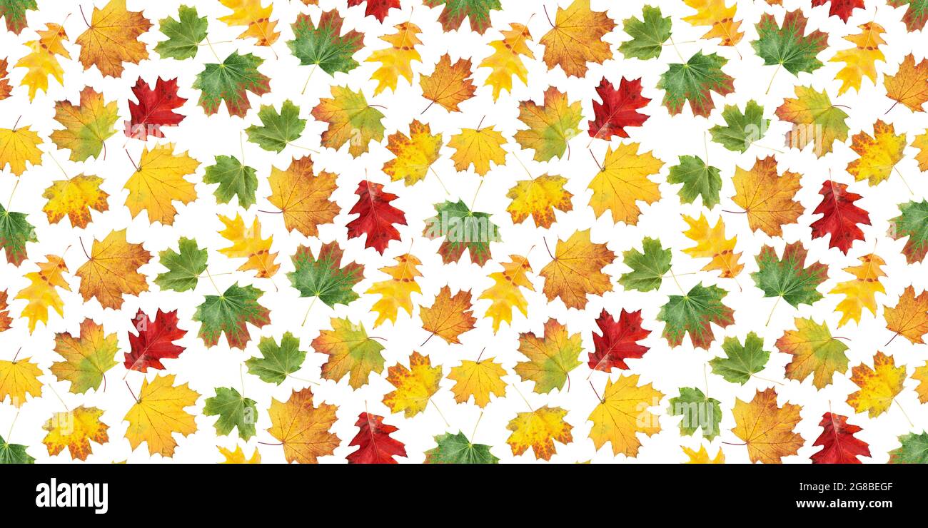 Autumn leaves seamless pattern. Colorful fall maple leaves isolated on ...