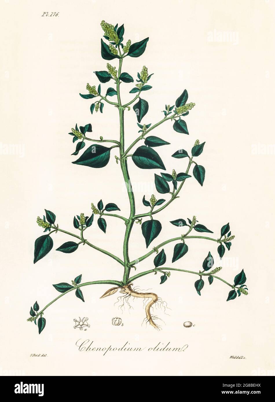 Chenopodium olidum illustration from Medical Botany (1836) by John Stephenson and James Morss Churchill. Stock Photo