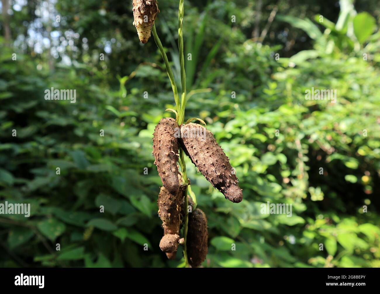 Close up of aerial tubers of the white variety of purple yam hang on the vine Stock Photo