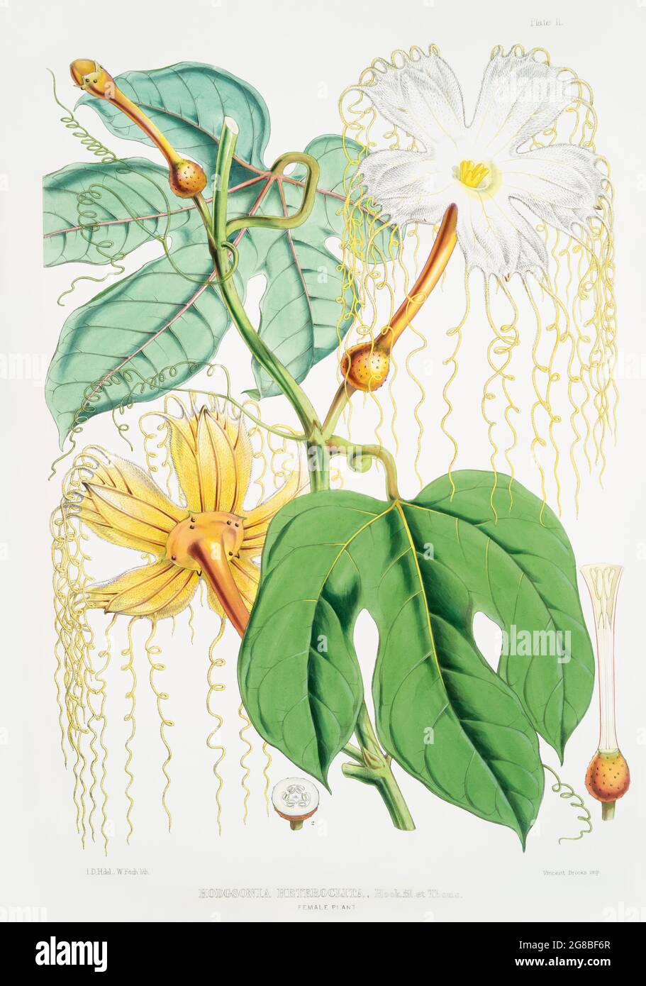 Chinese Lard Seed (Hodgsonia Heteroclita), Female plant from