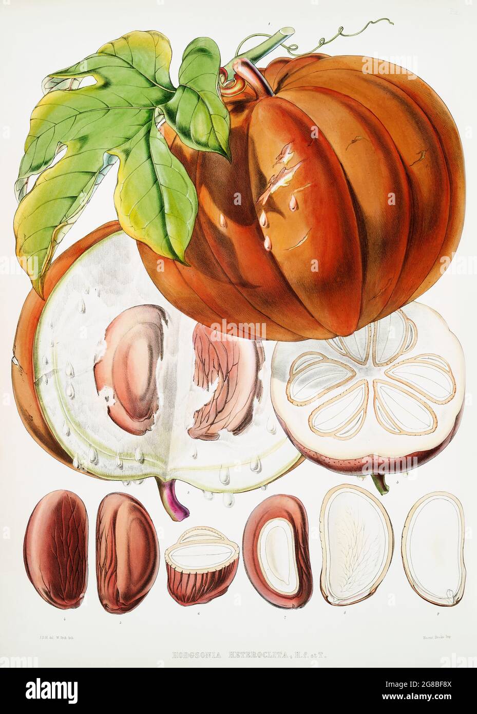 Chinese Lard Seed (Hodgsonia Heteroclita), Fruit from Illustrations of