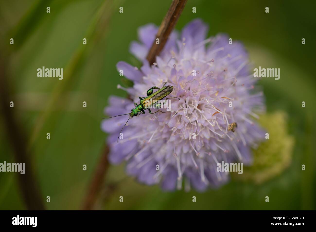Fat Legged Flower Beetle (Oedemera nobilis) on Field Scabious (Knautia arvensis) Stock Photo