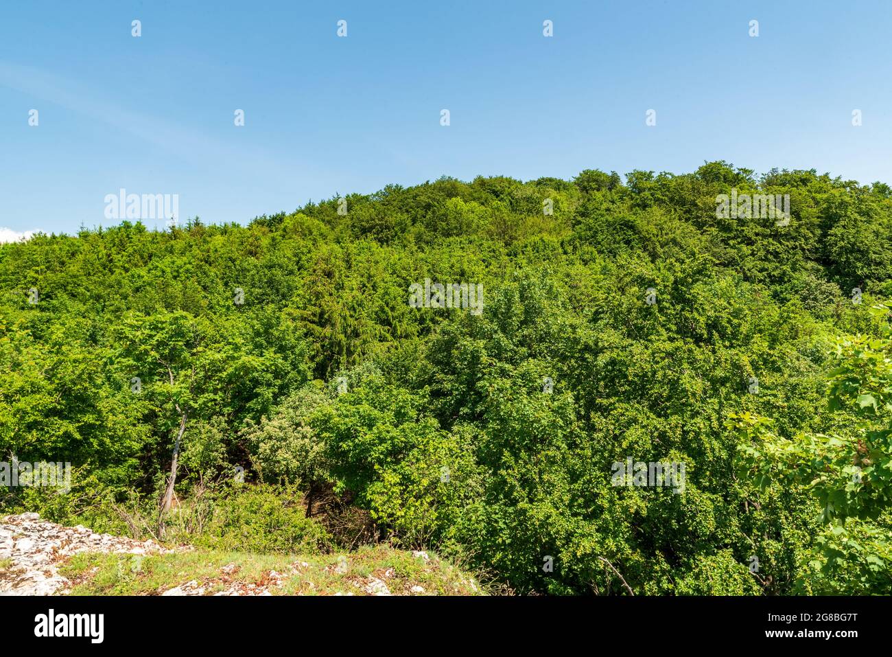 Hill covered by fresh green springtime deciudous forest with clear sky above - Chmelova hill in Biele Karpaty mountains in Slovakia Stock Photo